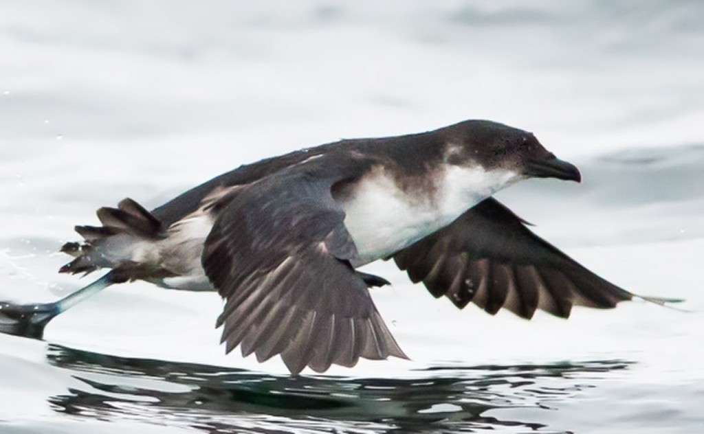 petrel peruano