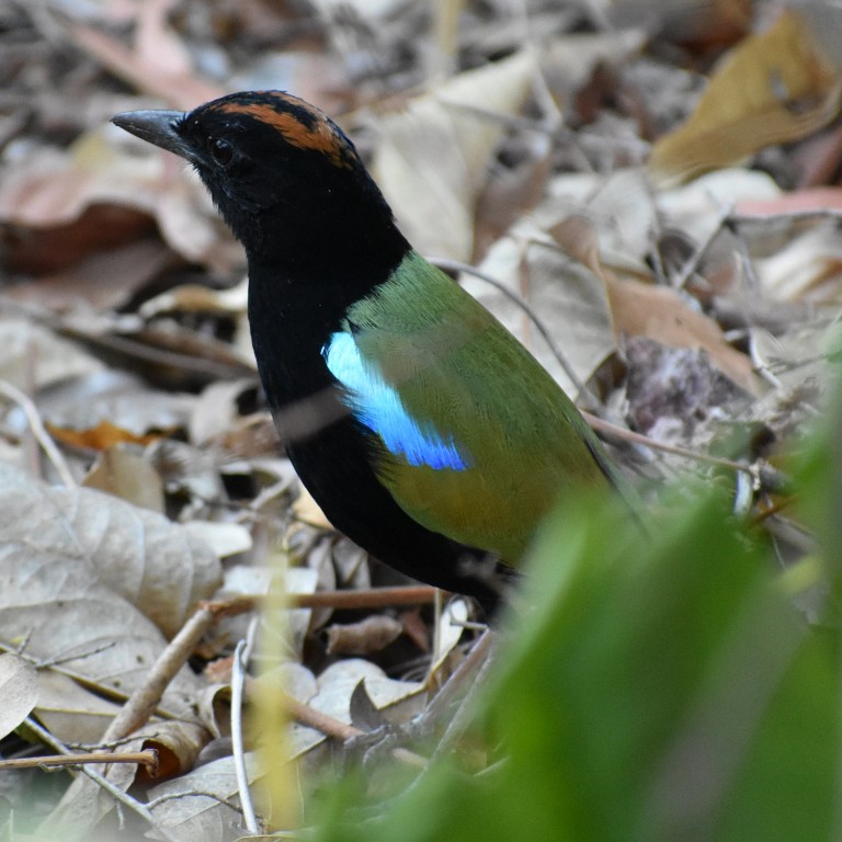 pitta arco-iris 