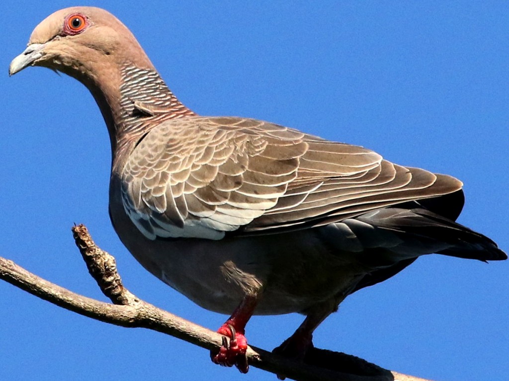 Características do pombão