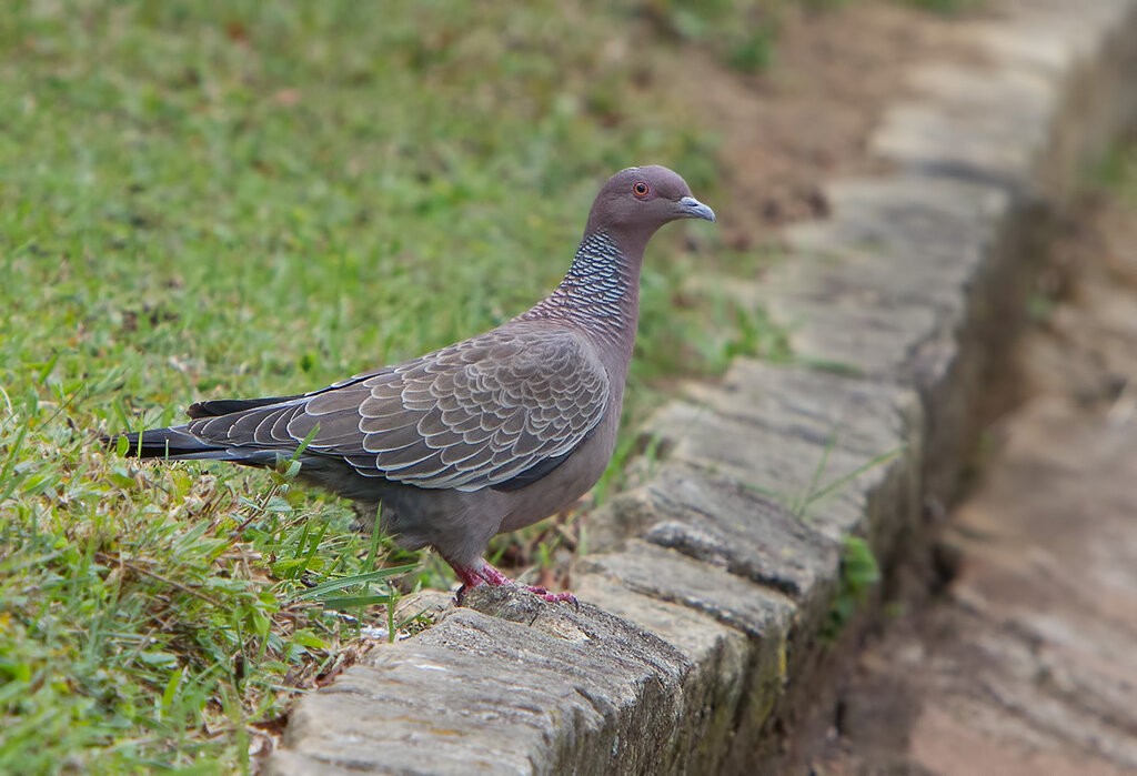 pombão