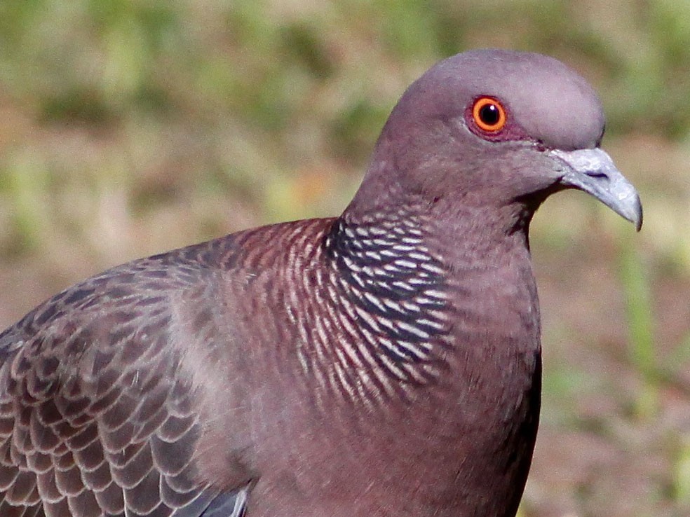 pombão 