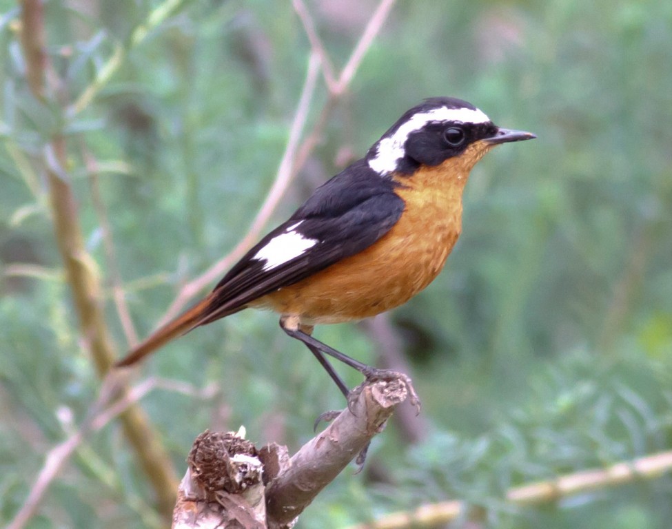 redstart de moussier 