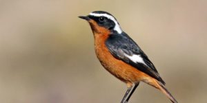 redstart de moussier