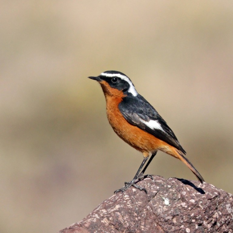 redstart de moussier