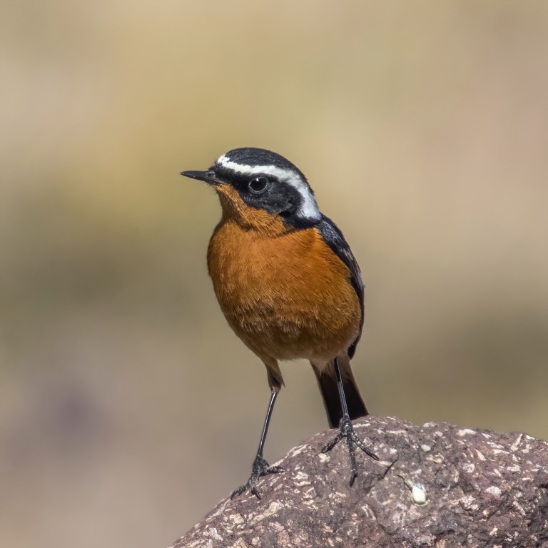 redstart de moussier 