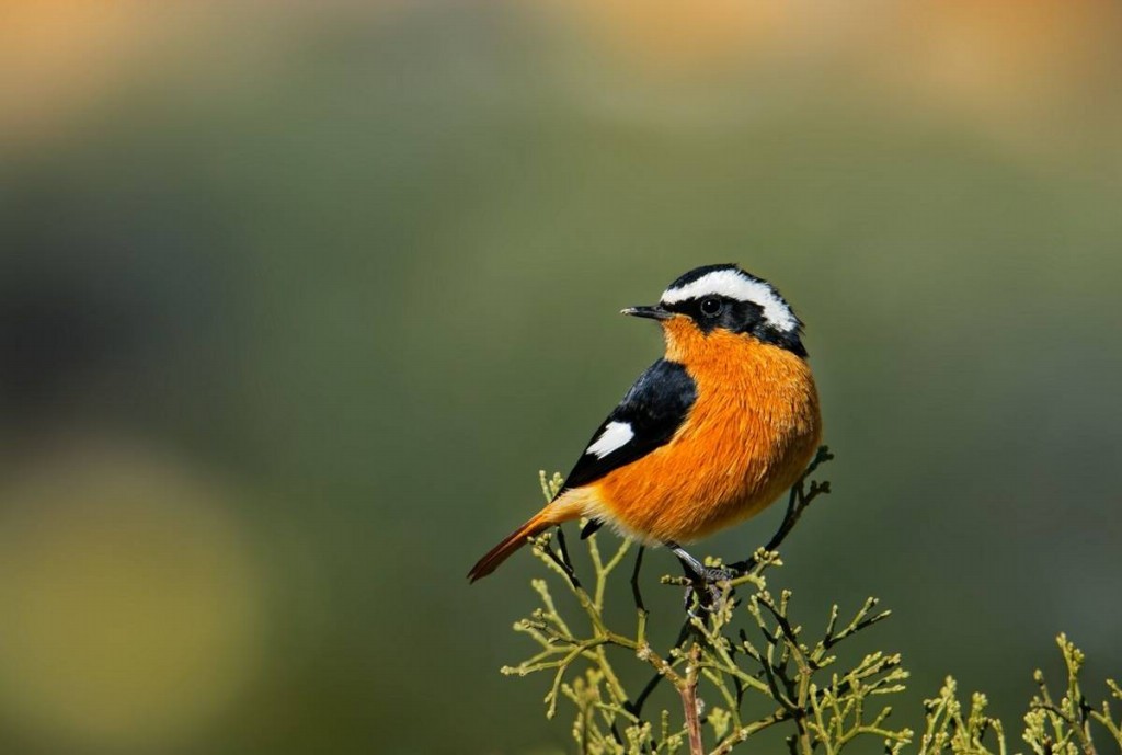 redstart de moussier 