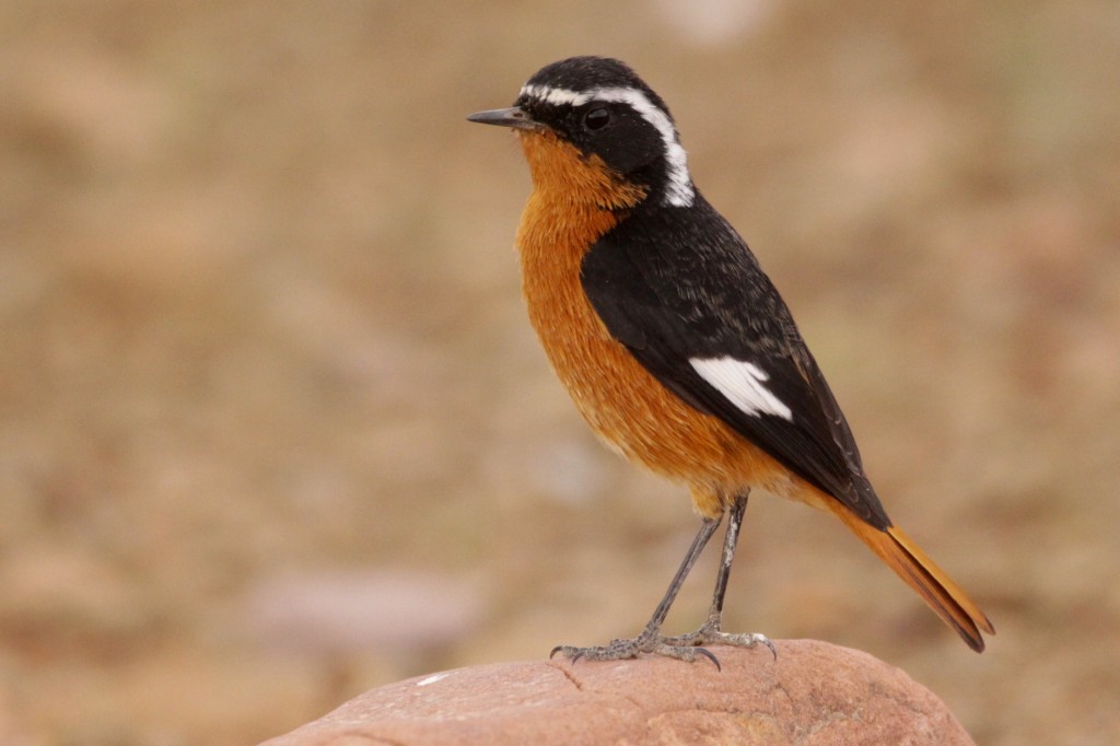 redstart de moussier