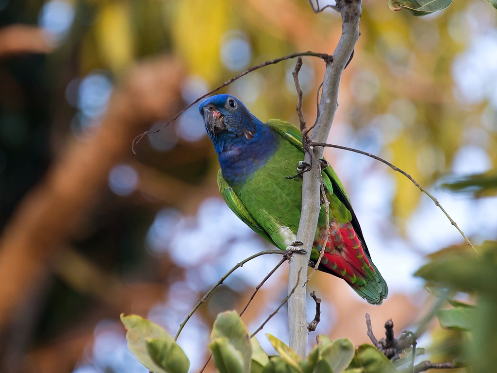 reproducao da maitaca-de-cabeça-azul