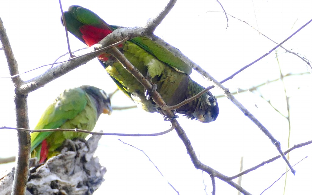 reproducao da maitaca-verde