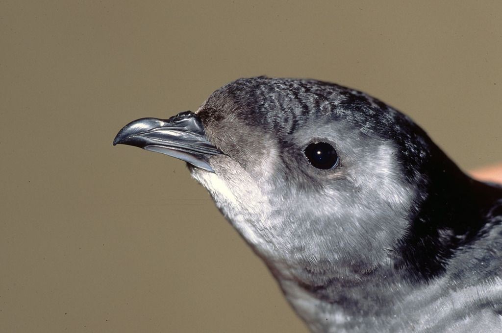 reroducao do petrel peruano