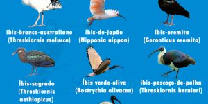 7 tipos de passaros ibis
