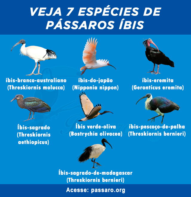 7 tipos de passaros ibis