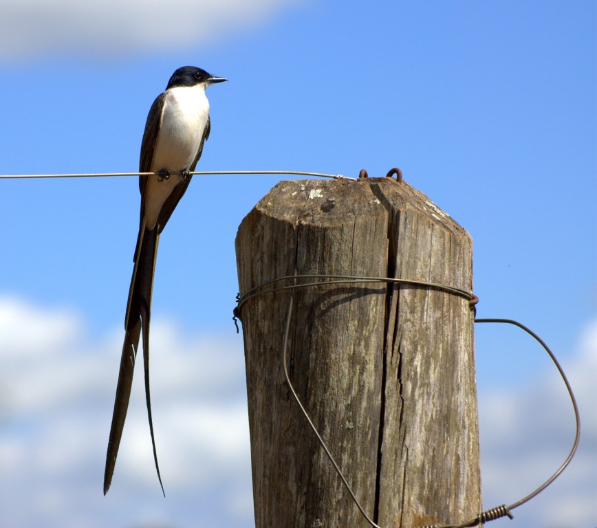 Andorinhão-do-buriti