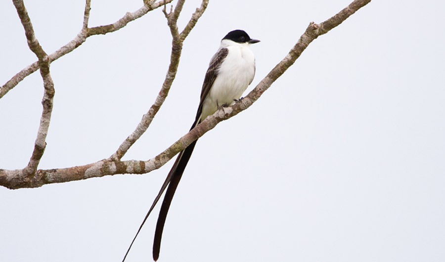 Andorinhão-do-buriti