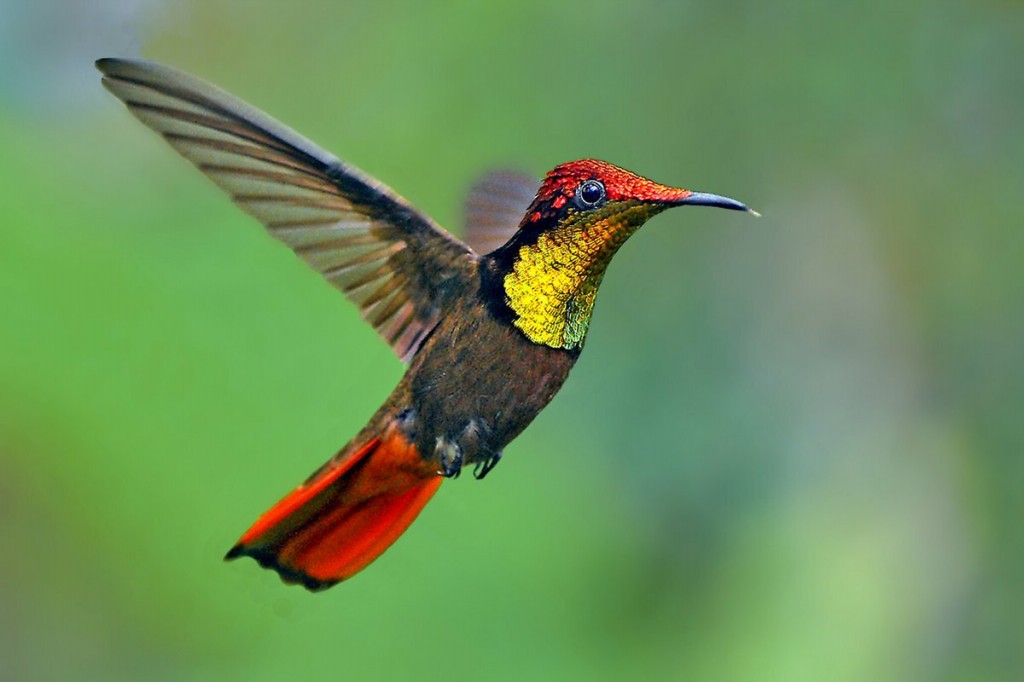 Beija flor da garganta vermelha 