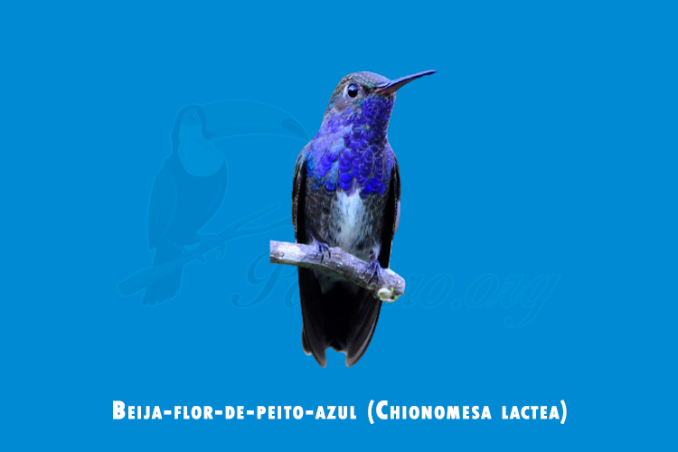 Beija-flor-de-peito-azul (Chionomesa lactea)