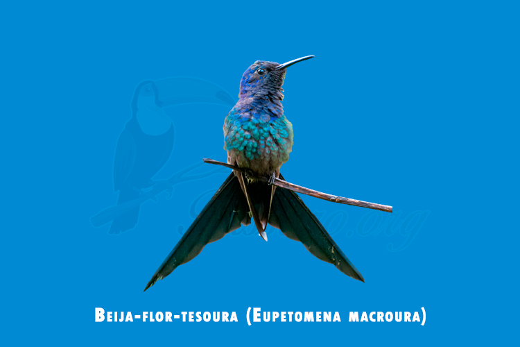 Beija-flor-tesoura (Eupetomena macroura)