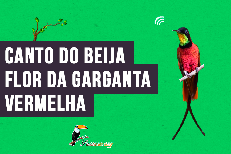 Canto Beija flor da garganta vermelha