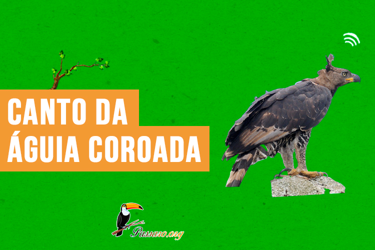 Canto da águia coroada