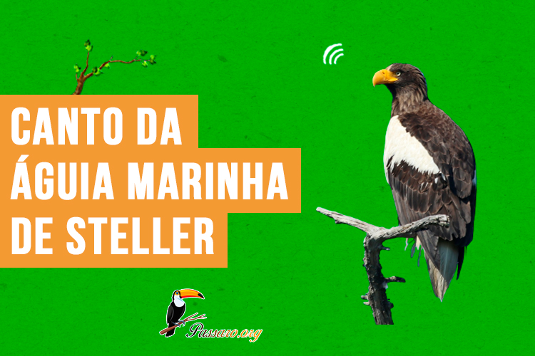 Canto da águia marinha de steller