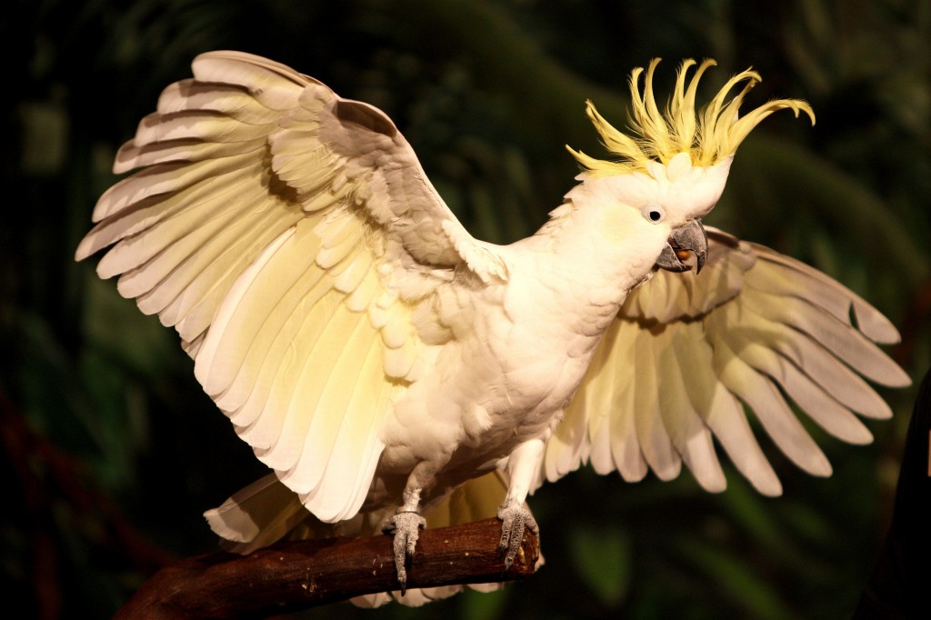 Canto da cacatua-de-crista-amarela