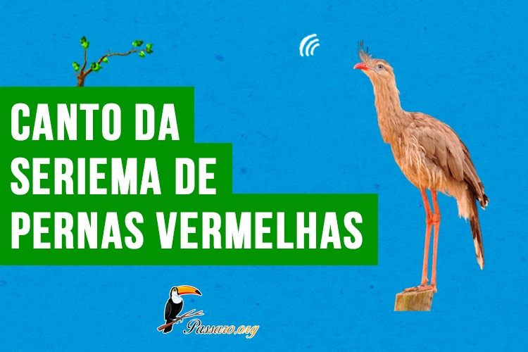 Canto da seriema de pernas vermelhas