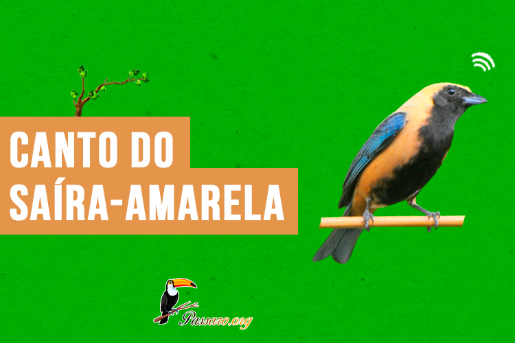 Canto do Saíra-amarela