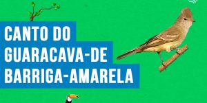 Canto do guaracava-de-barriga-amarela