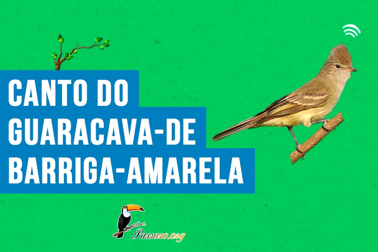 Canto do guaracava-de-barriga-amarela