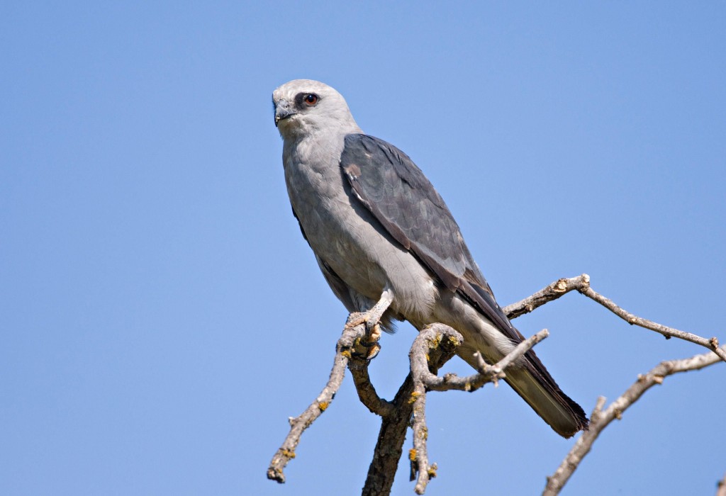 Caracteristicas do Sovi-do-norte