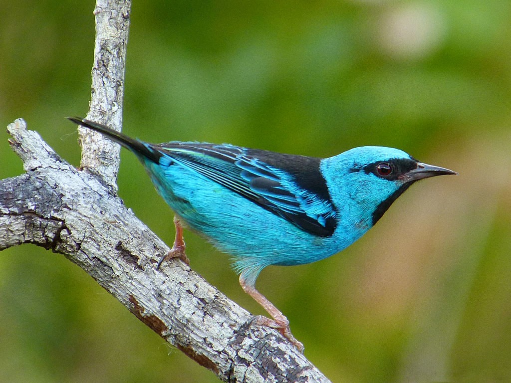 Classificação científica do saí-azul