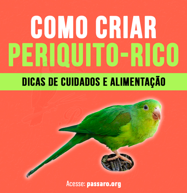 Como criar Periquito-rico