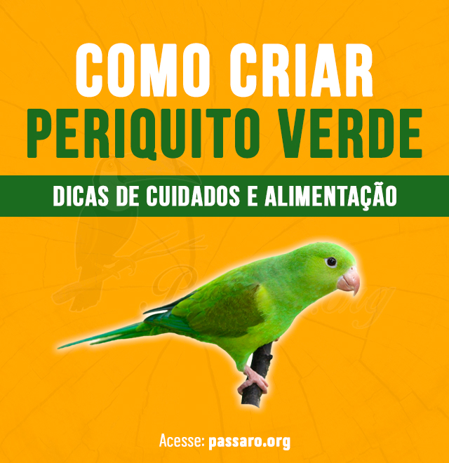 Como criar Periquito verde