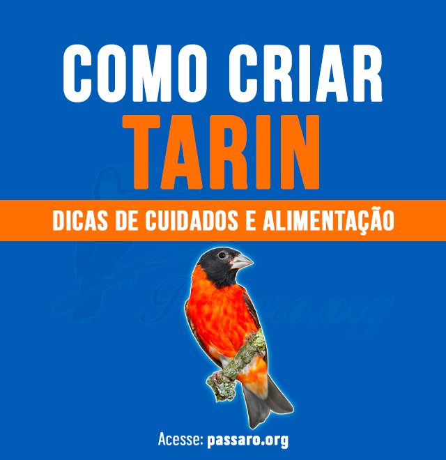 como criar Tarin