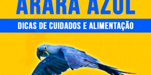 Como criar arara azul