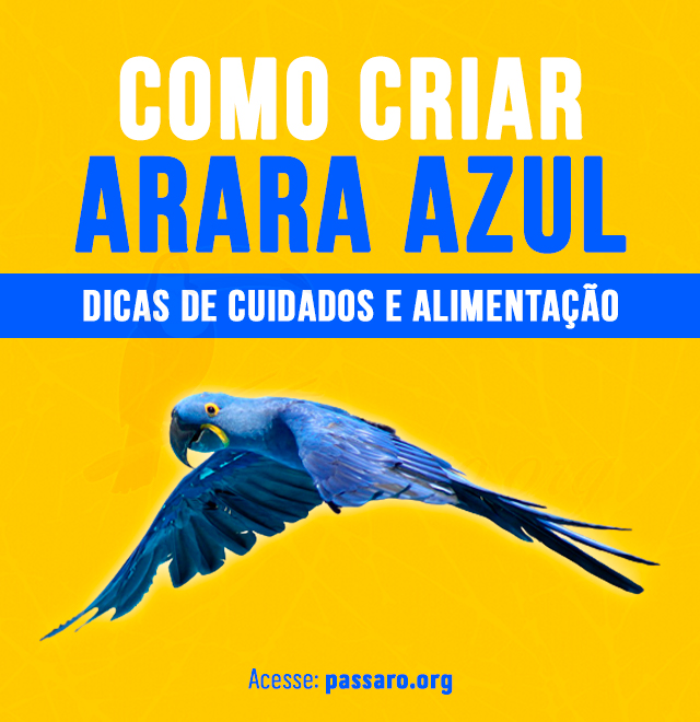 Como criar arara azul