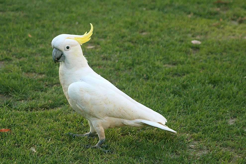 Como criar o cacatua-de-crista-amarela