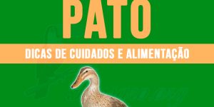 Como criar pato