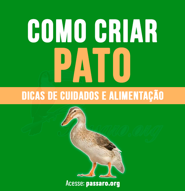 Como criar pato