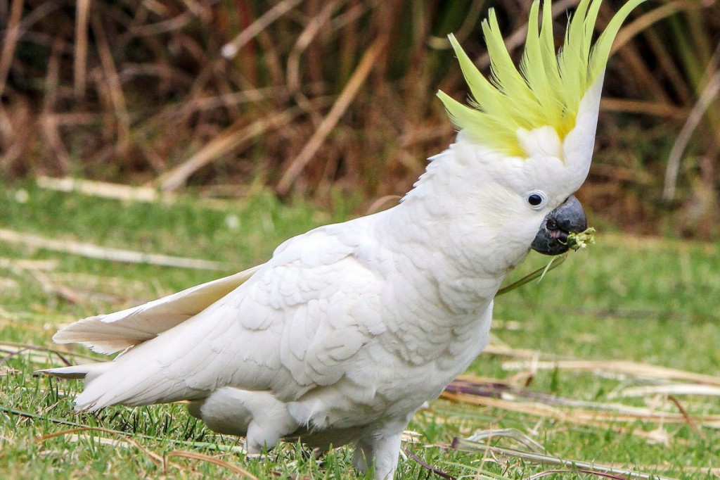 Comportamento da cacatua-de-crista-amarela