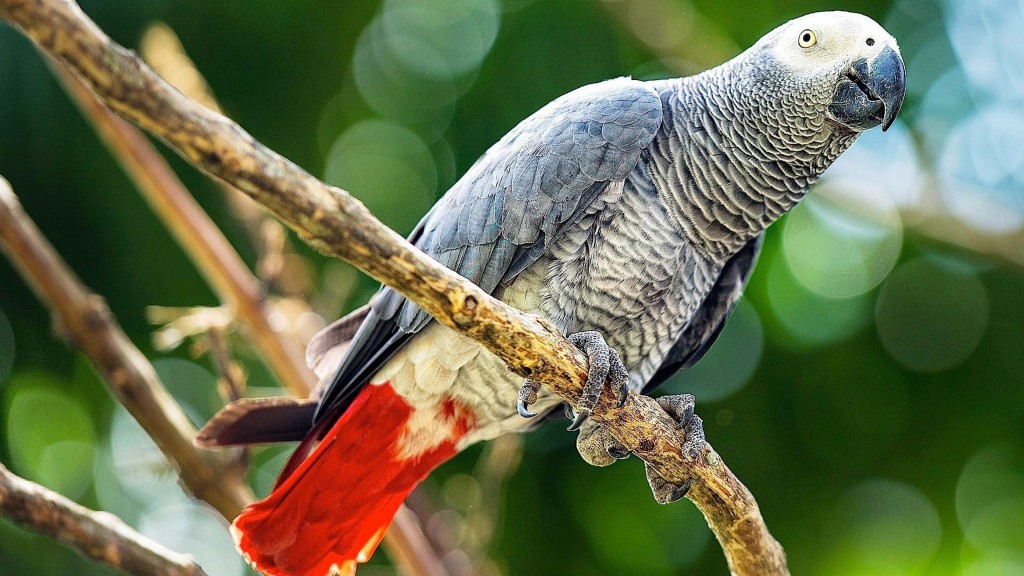 Comportamento do papagaio-cinzento
