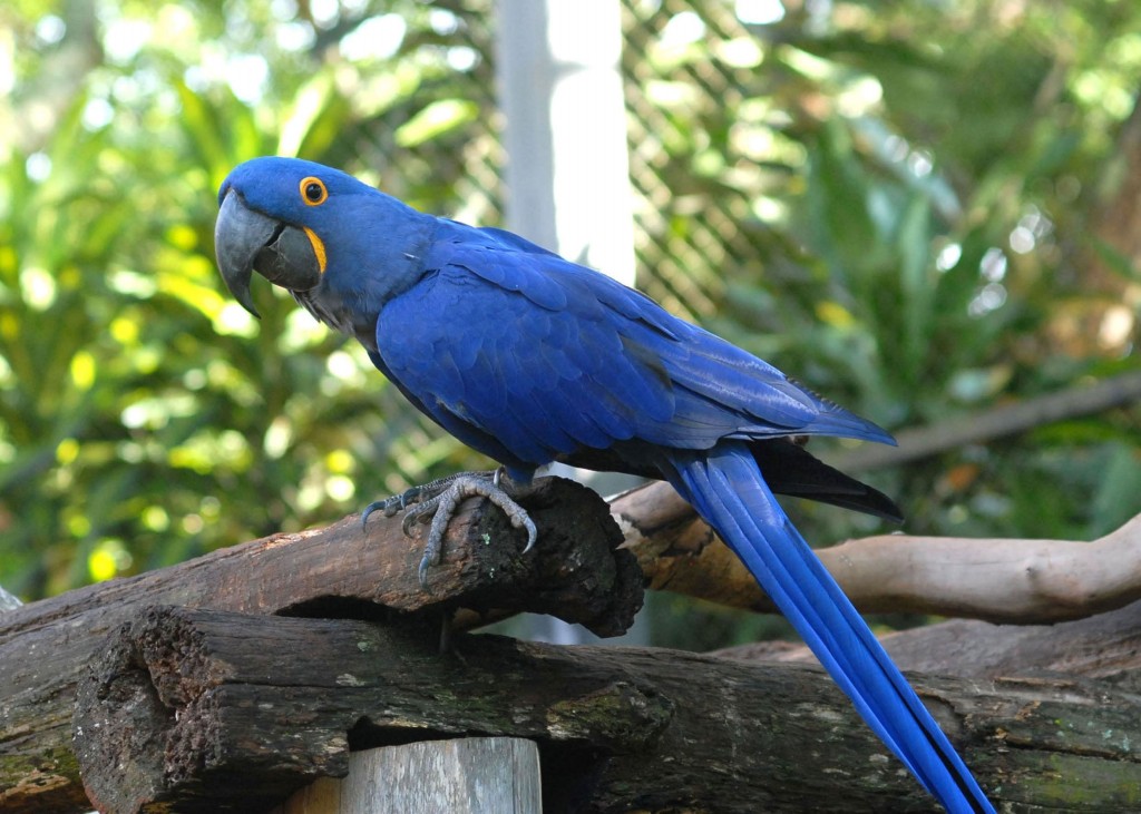 Cuidados com a arara azul 