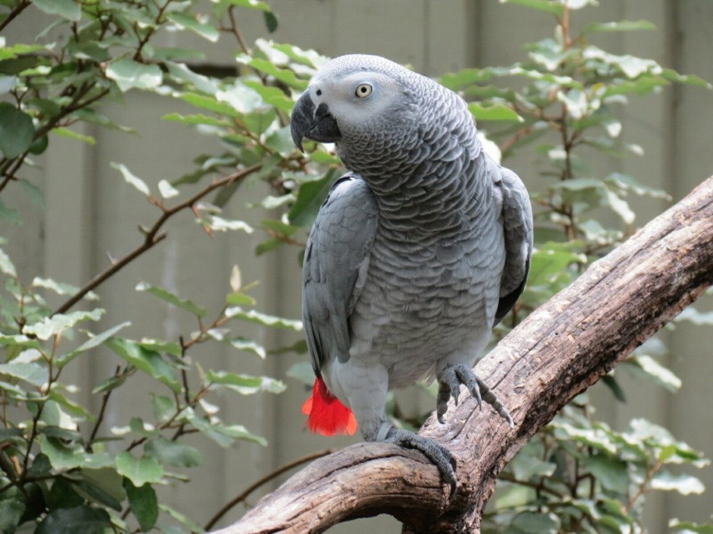 Curiosidades sobre o papagaio cinzento