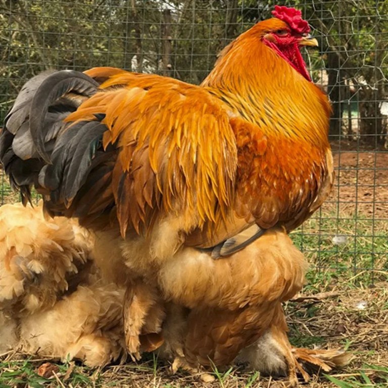 Galinha Barbuda do Catolé macho