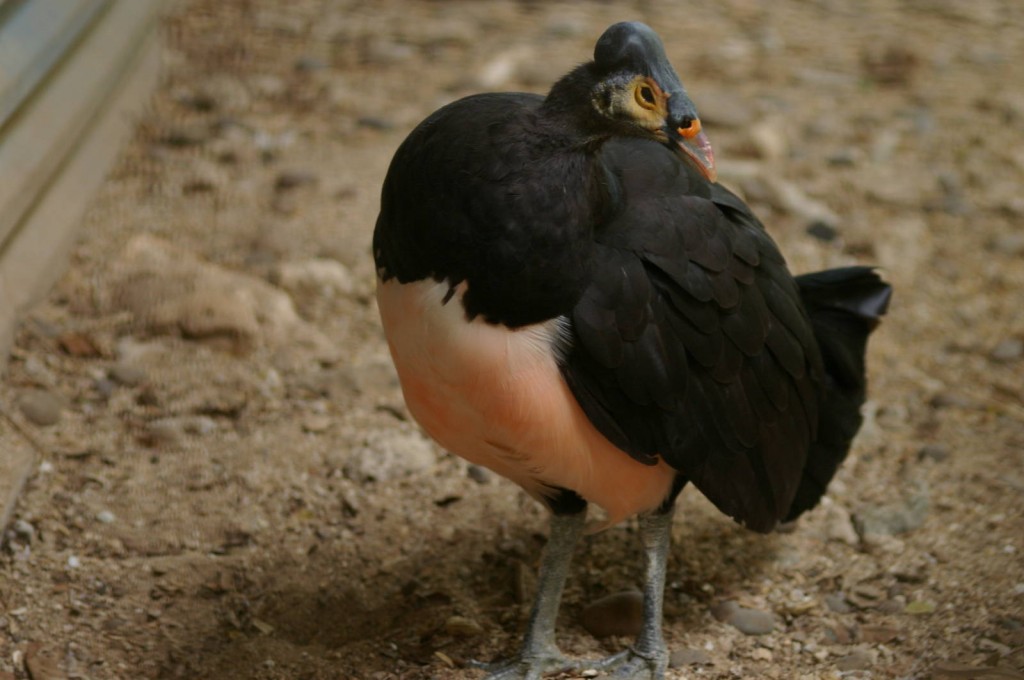 Maleo