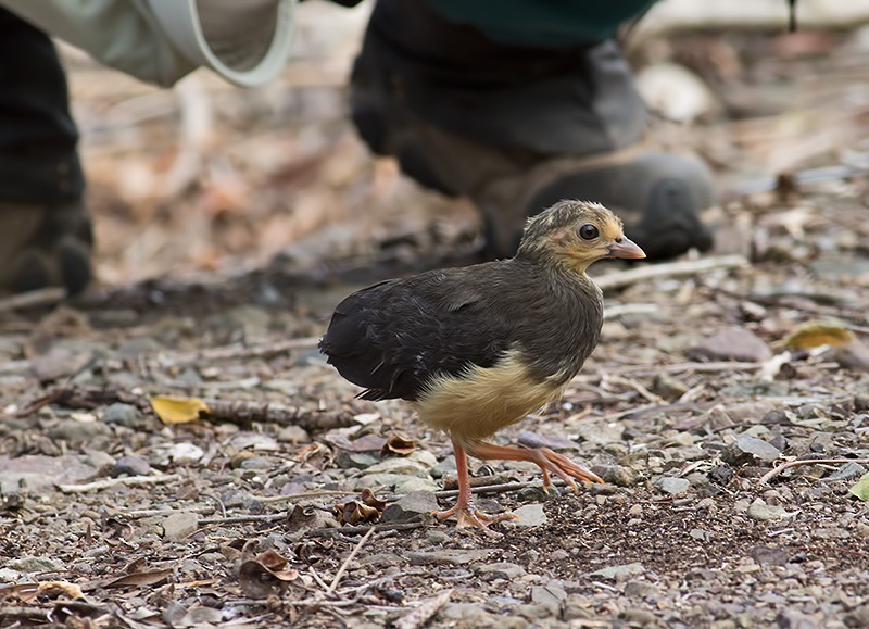 Maleo filhote