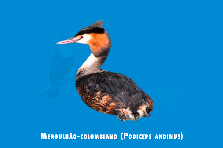 Mergulhão-colombiano (Podiceps andinus)