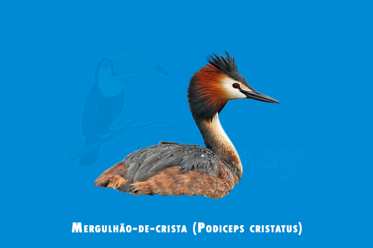 Mergulhão-de-crista (Podiceps cristatus)