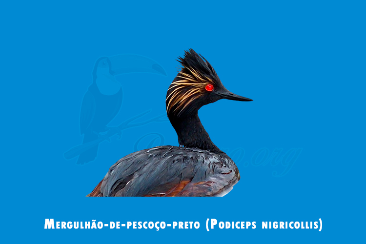 Mergulhão-de-pescoço-preto (Podiceps nigricollis)