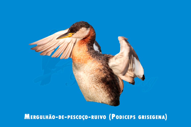 Mergulhão-de-pescoço-ruivo (Podiceps grisegena)